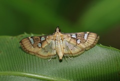 Cotachena histricalis