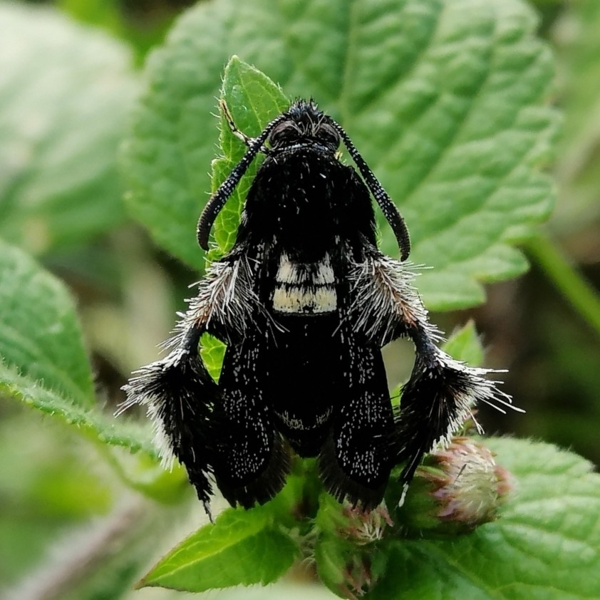 Melittia chimana