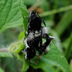 Melittia chimana