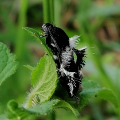 Melittia chimana