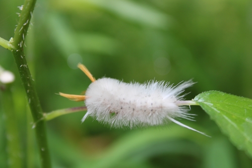 Sycamore Tussock Moth photo 4