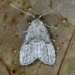 Hypenodes franclemonti