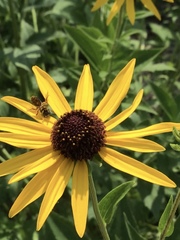 Halictus