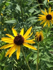 Halictus