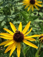 Halictus