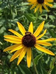 Halictus