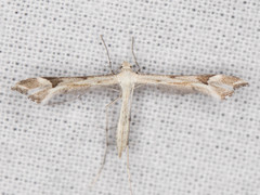 Paraplatyptilia fragilis