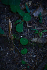 Stephania cephalantha