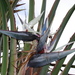 Giant Bird-of-paradise Flower - Photo (c) Forest and Kim Starr, some rights reserved (CC BY)