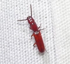 Taphroscelidia linearis