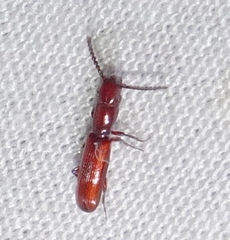 Taphroscelidia linearis
