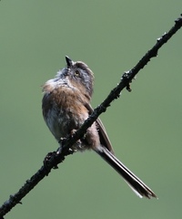 Aegithalos fuliginosus