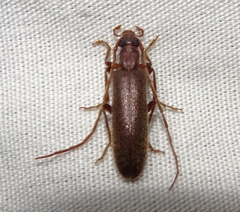 Sparedrus aspersus
