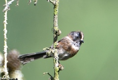 Aegithalos fuliginosus