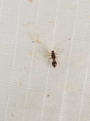 Paraxenetus guttulatus