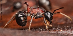 Polyrhachis lamellidens