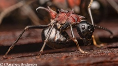 Polyrhachis lamellidens