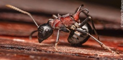 Polyrhachis lamellidens