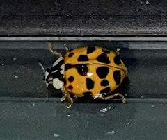 Harmonia axyridis