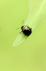 Cleorina janthina