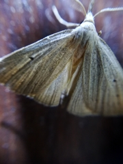 Macrochilo cribrumalis