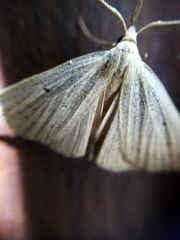 Macrochilo cribrumalis