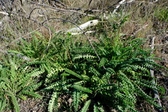 Senecio spiraeifolius
