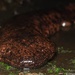 Japanese Giant Salamander - Photo (c) mande010, some rights reserved (CC BY-NC)