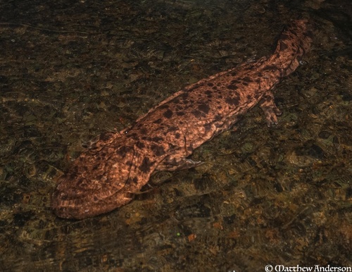 Japanese Giant Salamander, photo 2 of 10