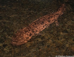 Japanese Giant Salamander photo 2