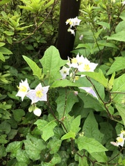 Solanum carolinense