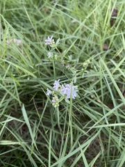 Stenaria nigricans