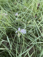 Stenaria nigricans