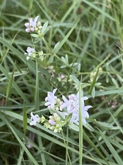 Stenaria nigricans