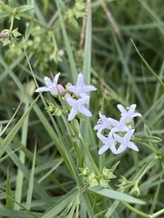 Stenaria nigricans
