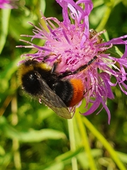Bombus lapidarius