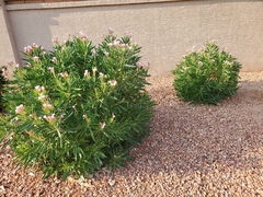 Nerium oleander