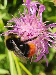 Bombus lapidarius