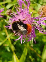 Bombus lapidarius