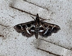 Diasemiodes janassialis