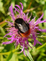 Bombus lapidarius