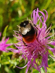 Bombus lapidarius