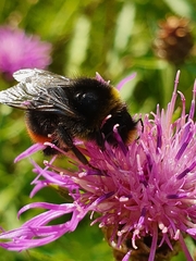 Bombus lapidarius