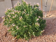 Nerium oleander