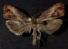 Olethreutes hamameliana