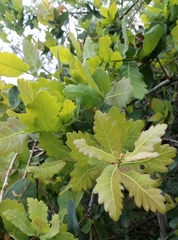 Quercus glaucoides