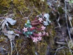 Sedum alamosanum