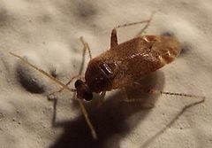 Hamatophylus guttulosus