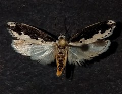 Ethmia semilugens