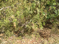 Choristoneura houstonana